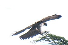 hawk 27.jpg